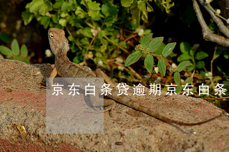 京东白条贷逾期(京东白条逾期影响贷款)