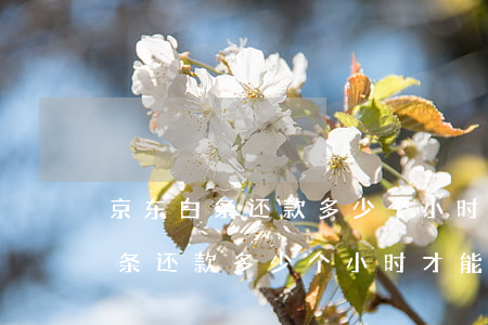 京东白条还款多少个小时才能成功-京东白条还款多少个小时才能成功呢