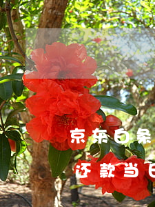 京东白条还款当日交易金额超限-京东白条还款当日交易金额超限怎么办