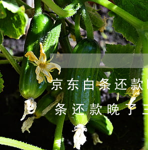京东白条还款晚了三天上征信知乎-京东白条还款晚了三天上征信知乎能查到吗