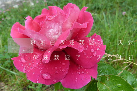 京东白条还款迟了一天会上征信吗-京东白条还款迟了一天会上征信吗有影响吗