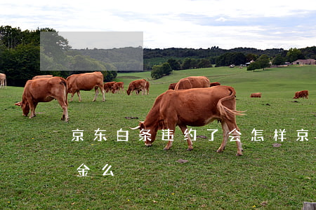 京东白条违约了会怎样（京东白条逾期有违约金么）