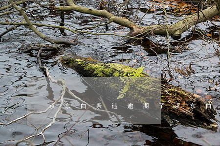 京东白条违逾期了(京东白条违逾期了)
