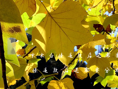 京东白条退款后还需要分期还款吗-京东白条退款后还需要分期还款吗安全吗