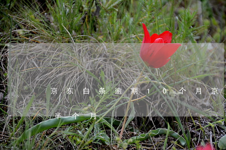 京东白条逾期10个月(京东白条不小心逾期半个月)