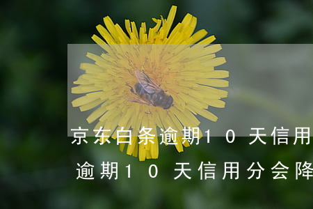 京东白条逾期10天信用分会降吗(京东白条逾期10天信用分会降吗)