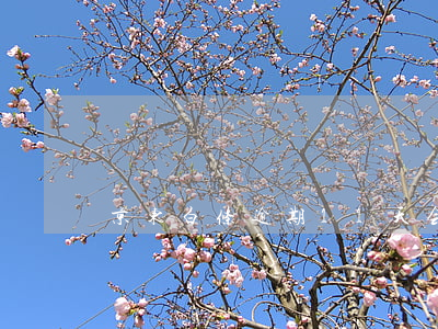 京东白条逾期11天会进入征信吗