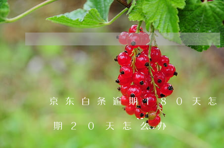 京东白条逾期180天怎么办-京东白条逾期20天怎么办
