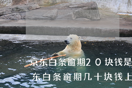 京东白条逾期20块钱是不是要被上征信（京东白条逾期几十块钱上征信）