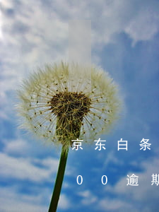 京东白条逾期2700怎么办(京东白条欠700逾期一年)