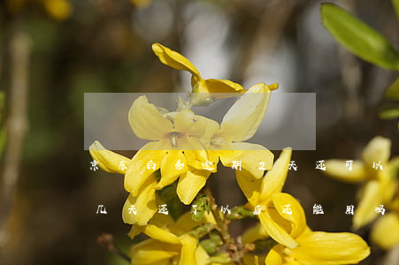 京东白条逾期2天还可以用吗(京东白条逾期几天,还了以后还能用吗?)