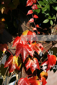 京东白条逾期5000两年多了会立案吗-京东白条逾期5000两年多了会立案吗知乎