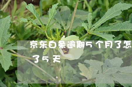京东白条逾期5个月了怎么办(京东白条逾期了5天)