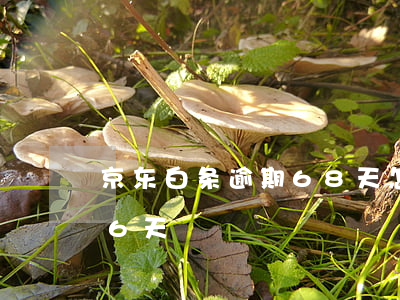 京东白条逾期68天怎么办(京东白条逾期66天)