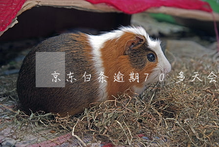 京东白条逾期70多天会发信函