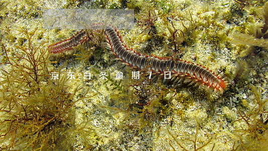 京东白条逾期7日
