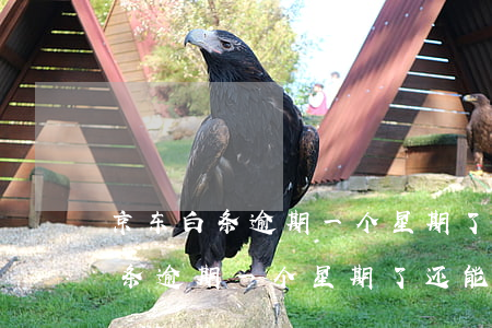 京东白条逾期一个星期了还能用吗-京东白条逾期一个星期了还能用吗安全吗