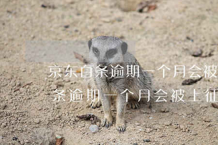 京东白条逾期一个月会被上征信吗-京东白条逾期一个月会被上征信吗知乎