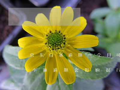 京东白条逾期一个月可以贷房贷吗 京东白条小额逾期会影响银行贷款买房吗