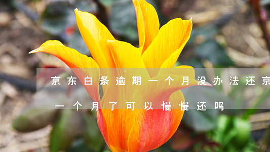 京东白条逾期一个月没办法还(京东白条逾期一个月了,可以慢慢还吗)