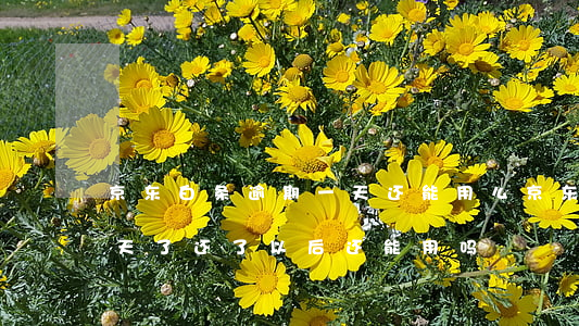 京东白条逾期一天还能用么(京东白条逾期一天了,还了以后还能用吗)