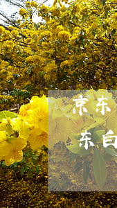 京东白条逾期一天额度没有了多久恢复-京东白条逾期一天额度没有了多久恢复正常