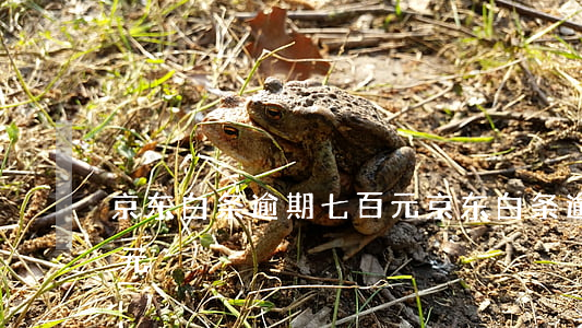 京东白条逾期七百元（京东白条逾期1486元）