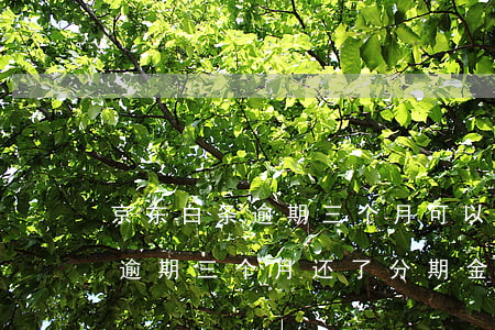 京东白条逾期三个月可以分期还吗（京东白条逾期三个月还了分期金额）