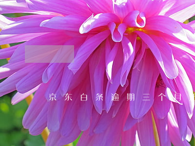 京东白条逾期三个月还了怎么办