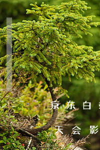 京东白条逾期三天影响车贷吗(欠京东白条2天会影响贷款吗)
