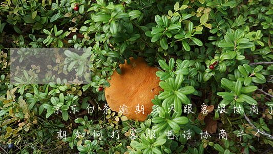 京东白条逾期三天跟客服协商了(京东白条逾期如何打客服电话协商半个月后还款)