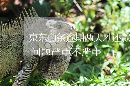 京东白条逾期两天才还款(京东白条逾期4天问题严重不严重)