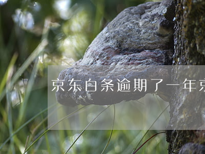 京东白条逾期了一年（京东白条逾期留有备案）