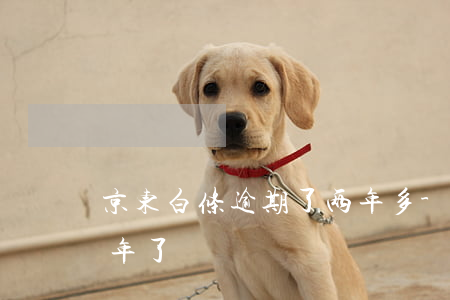 京东白条逾期了两年多-京东白条逾期好几年了
