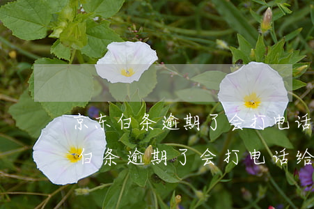 京东白条逾期了会打电话给家里人吗?-京东白条逾期了会打电话给家里人吗安全吗