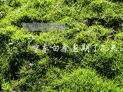 京东白条逾期了几天还款还能用吗