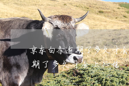 京东白条逾期了多久才会上征信（京东白条逾期了多久才会上征信）