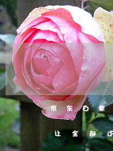 京东白条逾期了就得全还吗(京东白条逾期就让全部还?)