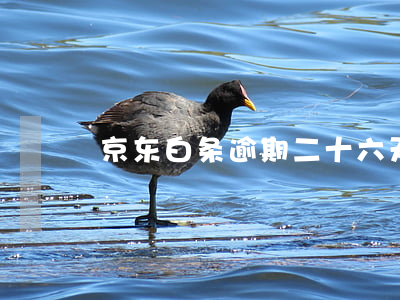 京东白条逾期二十六天(京东白条逾期21天)
