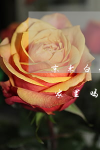 京东白条逾期会上家里吗(京东白条逾期会上家里吗)