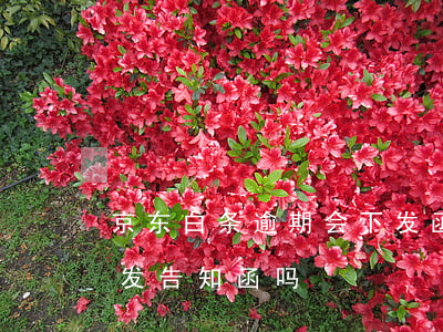 京东白条逾期会下发函件吗(京东白条逾期会发告知函吗)