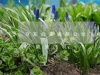 京东白条逾期会坐飞机不 京东白条有逾期能不能坐飞机