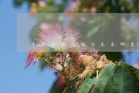 京东白条逾期信息在哪查(京东白条如何查逾期记录)