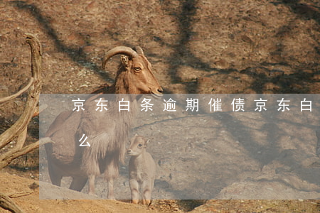 京东白条逾期催债(京东白条逾期会上门催债么)