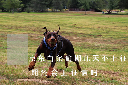京东白条逾期几天不上征信吗(京东白条不逾期还会上征信吗)