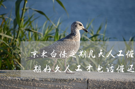 京东白条逾期几天人工催收 京东白条还款逾期好久人工才电话催还款