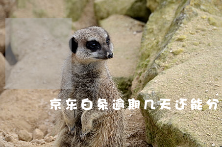 京东白条逾期几天还能分期吗
