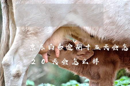 京东白条逾期十五天会怎么样（jd白条逾期20天会怎么样）