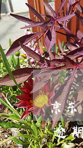 京东白条逾期十多天锁了怎么解开 京东白条逾期十多天锁了怎么解开