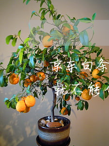 京东白条逾期可以商量分期吗(京东白条逾期就不能分期了吗)